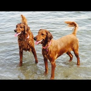 Meet your Posher, Patrick